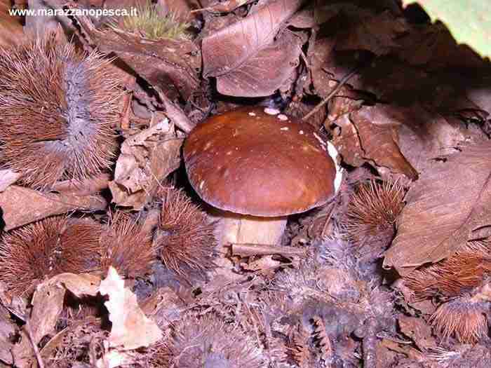  Image name: 122 Porcino.jpg 
 width: 700 pixel 
 height: 525 pixel 
 Size: 39824 bytes 
 Click to enlarge 